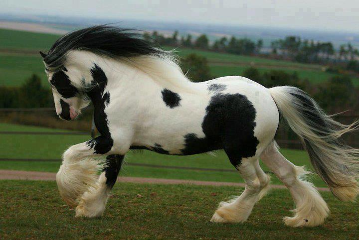 Unmol Horse